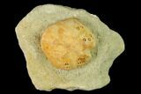 Sea Urchin (Lovenia) Fossil on Sandstone - Beaumaris, Australia #144373-1